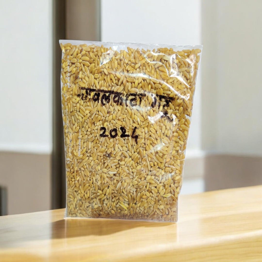 Chavalkata Gehu (Traditional Wheat Variety)