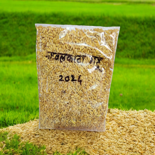 Chavalkata Gehu (Traditional Wheat Variety)